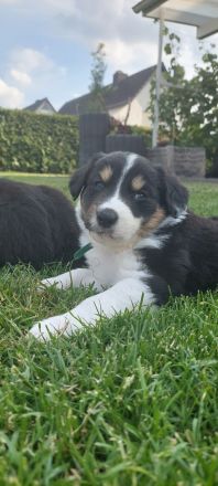 Australian Shepherd Welpen zu verkaufen