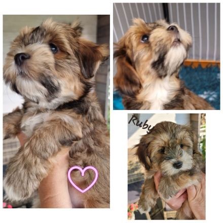 Havaneser Welpen in tollen Farben!