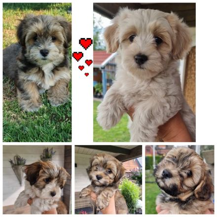 Havaneser Welpen in tollen Farben!