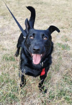 Ein kleiner feiner Kerl sucht ein liebevolles Zuhause