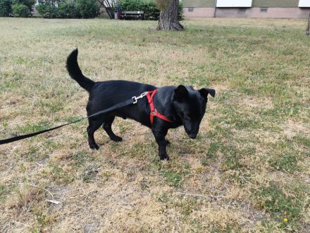 Ein kleiner feiner Kerl sucht ein liebevolles Zuhause