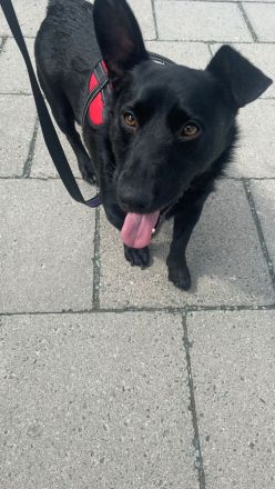 Ein kleiner feiner Kerl sucht ein liebevolles Zuhause