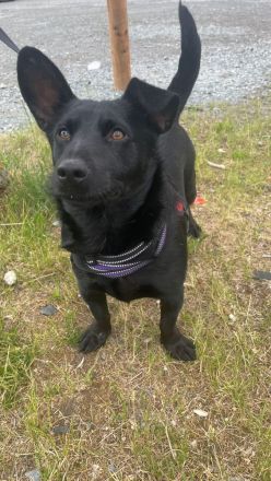 Ein kleiner feiner Kerl sucht ein liebevolles Zuhause