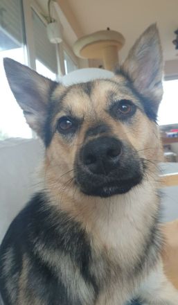 Süße Maus sucht ihre Familie