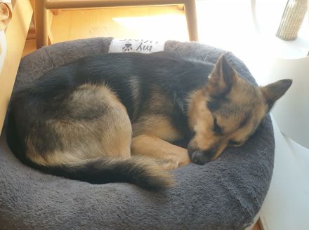 Süße Maus sucht ihre Familie