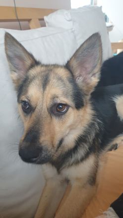 Süße Maus sucht ihre Familie