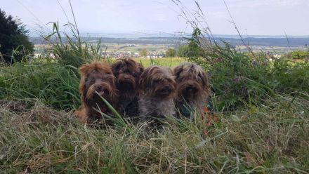 Bolonka Zwetna von den kleinen Waldelfen