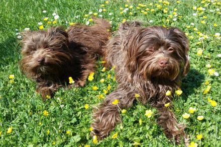 Bolonka Zwetna von den kleinen Waldelfen