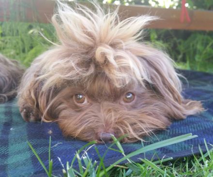 Bolonka Zwetna von den kleinen Waldelfen