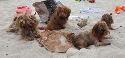 Bolonka Zwetna von den kleinen Waldelfen
