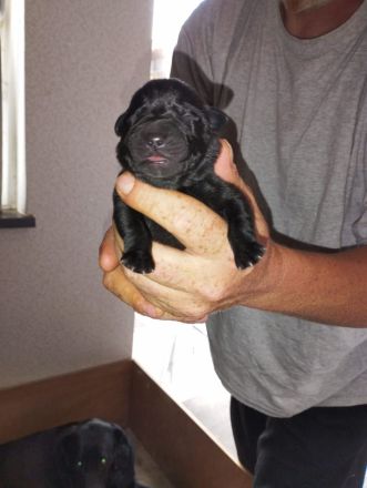 Süße Labrador Welpen zu verkaufen