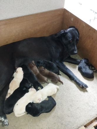 Süße Labrador Welpen zu verkaufen