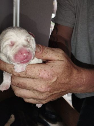 Süße Labrador Welpen zu verkaufen