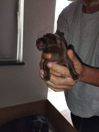 Süße Labrador Welpen zu verkaufen