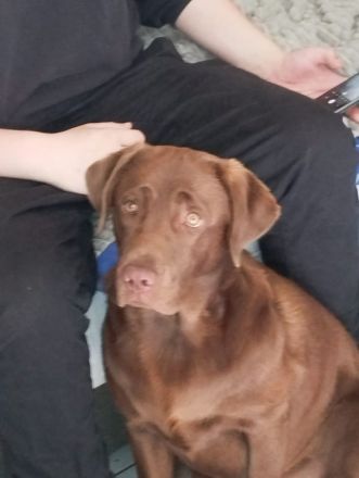 Süße Labrador Welpen zu verkaufen