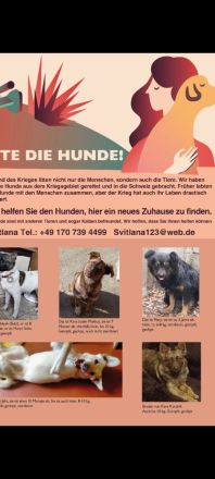 Husky Mix Hündin 7 Monate alt