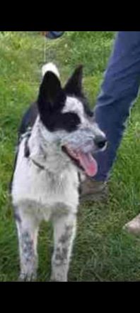 Husky Mix Hündin 7 Monate alt