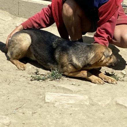 Lara-SchäferhundMix-Hündin-ca 40cm