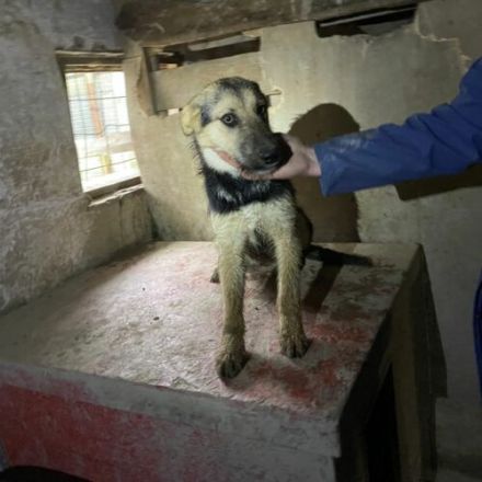 Rebeka-MudiMix- Hündin- ca 40cm