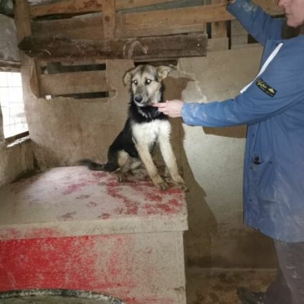 Rebeka-MudiMix- Hündin- ca 40cm