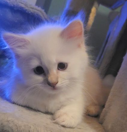 Heilige Birma Kitten