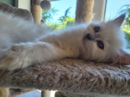 Heilige Birma Kitten