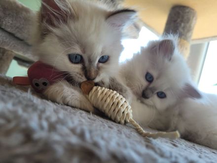 Heilige Birma Kitten