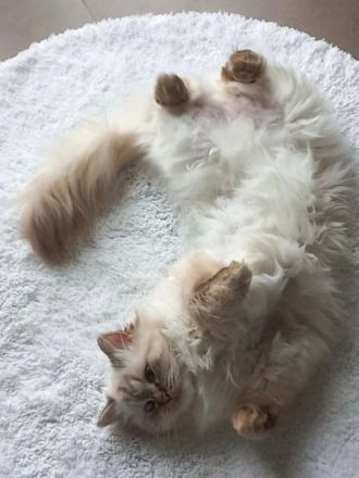 Heilige Birma Kitten