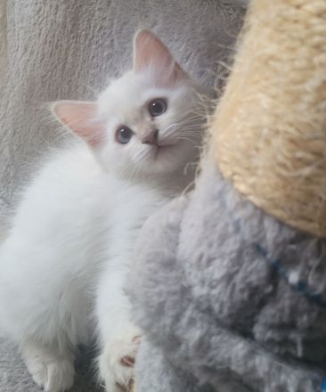 Heilige Birma Kitten