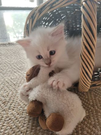 Heilige Birma Kitten