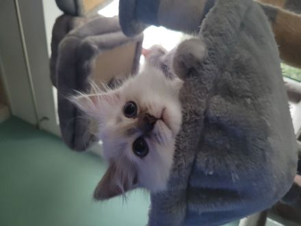 Heilige Birma Kitten