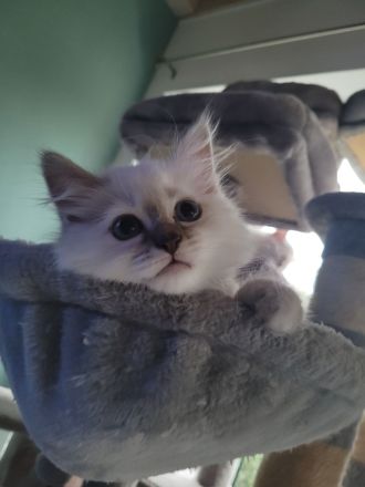 Heilige Birma Kitten