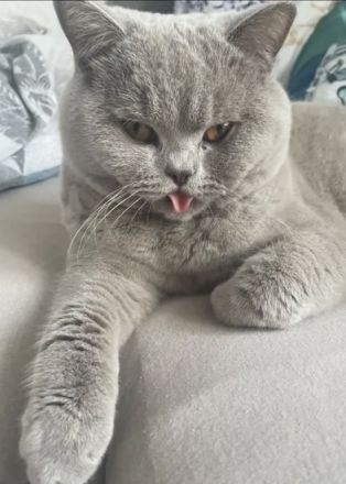 Fernando, süßer Deckkater mit Erfahrung