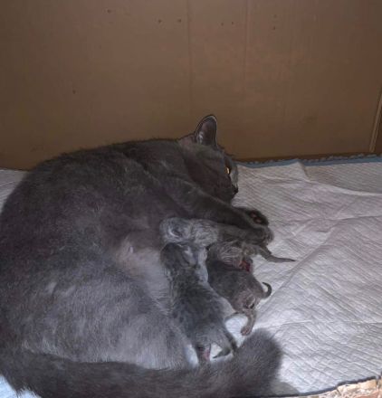 Fernando, süßer Deckkater mit Erfahrung