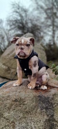 Snickers sucht traumplatz