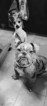 Snickers sucht traumplatz