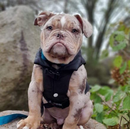 Snickers sucht traumplatz