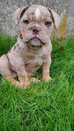 Snickers sucht traumplatz