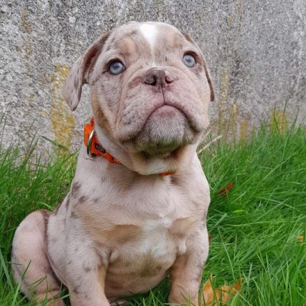 Snickers sucht traumplatz