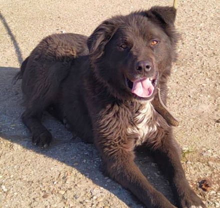 lieber,kastrierter Boris wurde vom Züchtersohn in die rumänische Tötung gebracht;wir suchen ein Heim