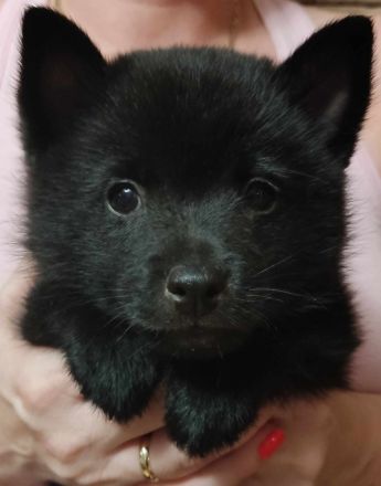 Schipperke Welpen