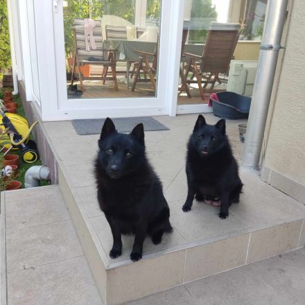 Schipperke Welpen