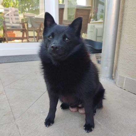 Schipperke Welpen
