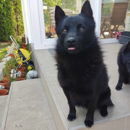 Schipperke Welpen