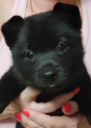 Schipperke Welpen