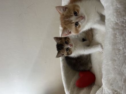 Entzückende Babykatzen suchen liebevolles Zuhause!