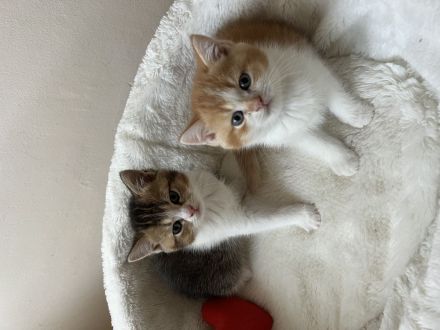 Entzückende Babykatzen suchen liebevolles Zuhause!