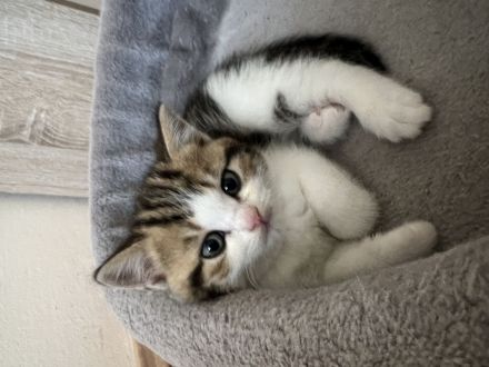 Entzückende Babykatzen suchen liebevolles Zuhause!