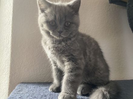 Britisch Kurzhaar Kitten suchen ein neues Zuhause