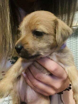 Jack Russel Mix Welpen